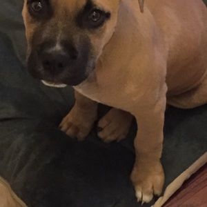 Meet your Posher, Brilon